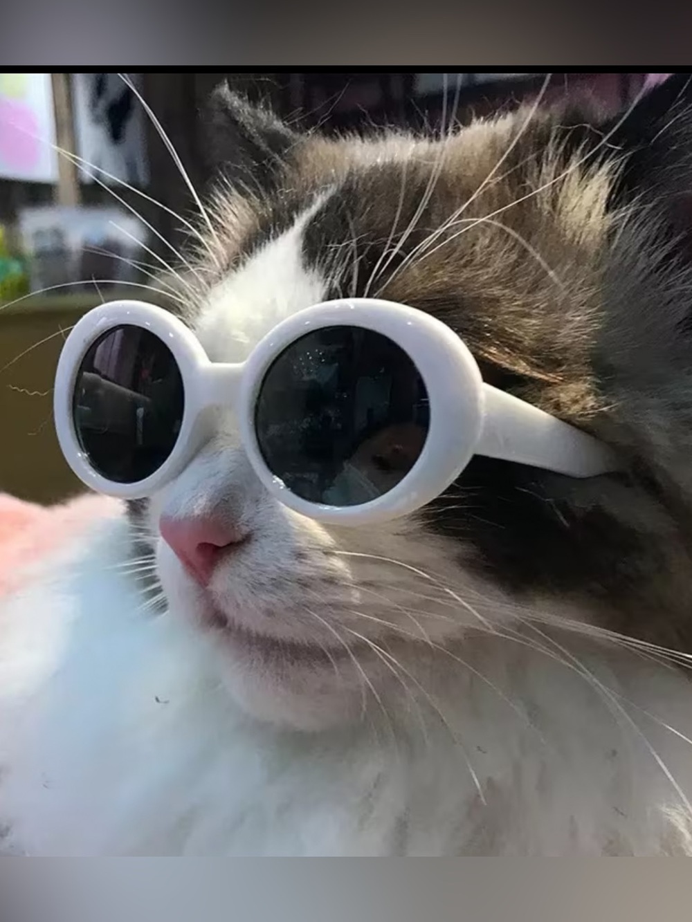 Pet Oval Sunglasses White Costume Glasses for Cats & Small Dogs New